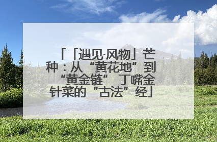 「遇见·风物」芒种：从“黄花地”到“黄金链” 丁嘴金针菜的“古法”经