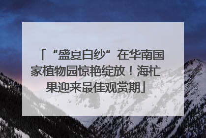 “盛夏白纱”在华南国家植物园惊艳绽放！海杧果迎来最佳观赏期