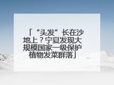 “头发”长在沙地上？宁夏发现大规模国家一级保护植物发菜群落