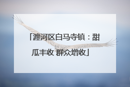 瀍河区白马寺镇：甜瓜丰收 群众增收