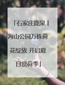 石家庄鹿泉丨海山公园万株荷花绽放 开启夏日赏荷季