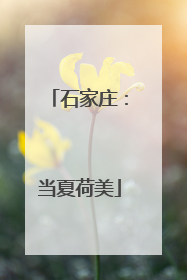石家庄：当夏荷美