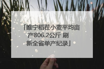 睢宁稻茬小麦平均亩产806.2公斤 刷新全省单产纪录