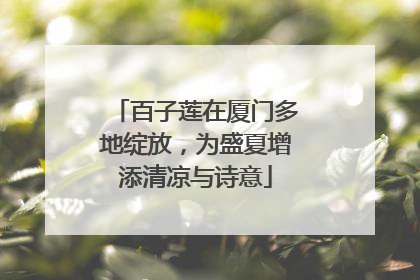 百子莲在厦门多地绽放，为盛夏增添清凉与诗意