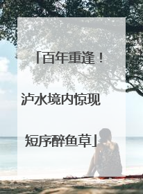 百年重逢！泸水境内惊现短序醉鱼草