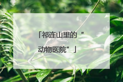 祁连山里的“动物医院”