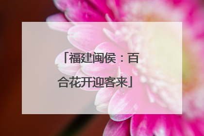 福建闽侯：百合花开迎客来