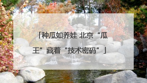 种瓜如养娃 北京“瓜王”藏着“技术密码”