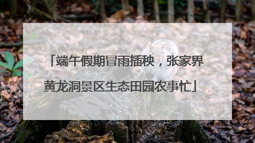 端午假期冒雨插秧，张家界黄龙洞景区生态田园农事忙