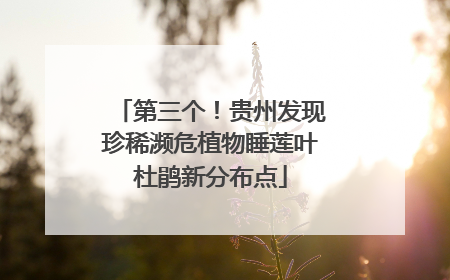 第三个！贵州发现珍稀濒危植物睡莲叶杜鹃新分布点