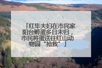 红隼夫妇在市民家阳台孵蛋多日未归，市民将蛋送往红山动物园“抢救”