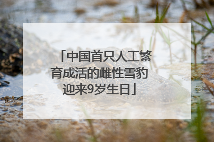 中国首只人工繁育成活的雌性雪豹迎来9岁生日