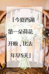 今夏西湖第一朵荷花开啦，比去年早5天