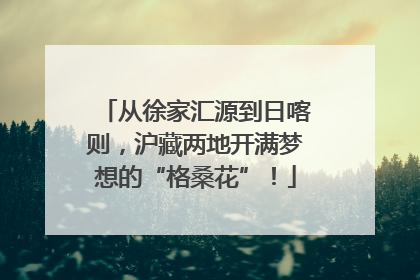 从徐家汇源到日喀则，沪藏两地开满梦想的“格桑花”！