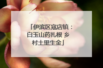 伊滨区寇店镇：白玉山药扎根 乡村土里生金