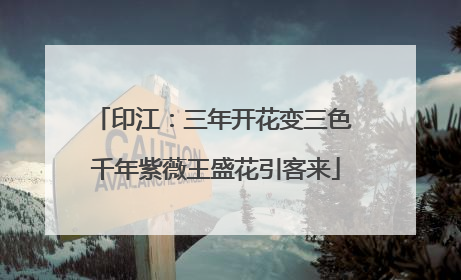 印江：三年开花变三色 千年紫薇王盛花引客来