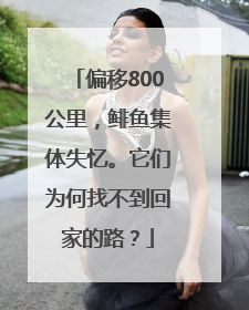 偏移800公里，鲱鱼集体失忆。它们为何找不到回家的路？