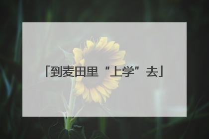 到麦田里“上学”去