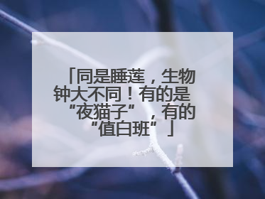 同是睡莲，生物钟大不同！有的是“夜猫子”，有的“值白班”