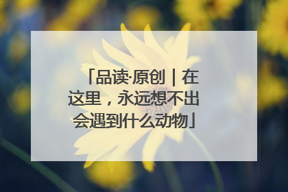 品读·原创｜在这里，永远想不出会遇到什么动物