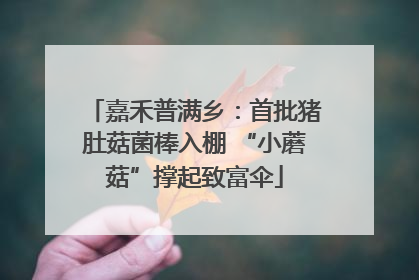 嘉禾普满乡：首批猪肚菇菌棒入棚 “小蘑菇”撑起致富伞