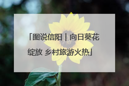图说信阳｜向日葵花绽放 乡村旅游火热