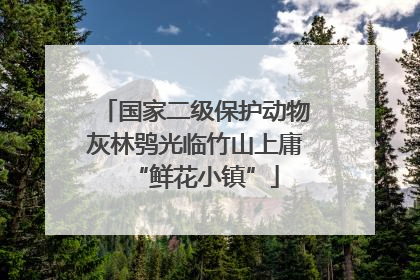 国家二级保护动物灰林鸮光临竹山上庸“鲜花小镇”
