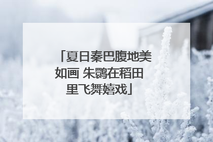 夏日秦巴腹地美如画 朱鹮在稻田里飞舞嬉戏