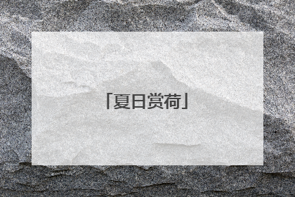 夏日赏荷