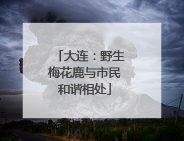 大连：野生梅花鹿与市民和谐相处