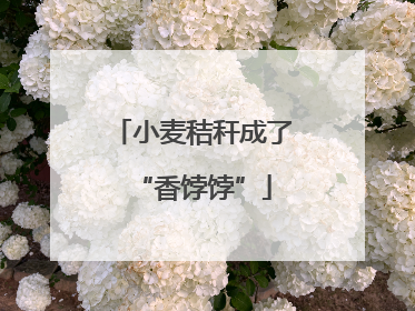 小麦秸秆成了“香饽饽”