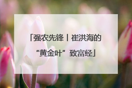 强农先锋丨崔洪海的“黄金叶”致富经