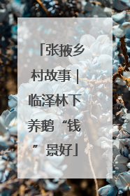 张掖乡村故事｜临泽林下养鹅“钱”景好