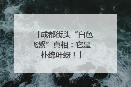 成都街头“白色飞絮”真相：它是朴绵叶蚜！