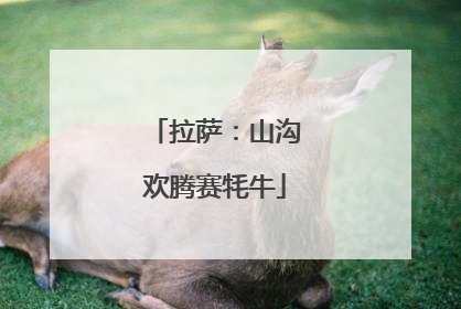 拉萨：山沟欢腾赛牦牛