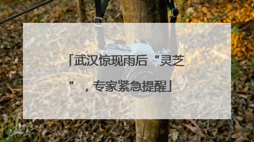 武汉惊现雨后“灵芝”，专家紧急提醒