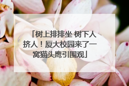 树上排排坐 树下人挤人！厦大校园来了一窝猫头鹰引围观