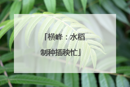 横峰：水稻制种插秧忙