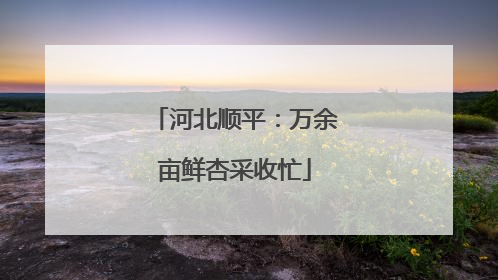 河北顺平：万余亩鲜杏采收忙