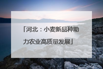 河北：小麦新品种助力农业高质量发展