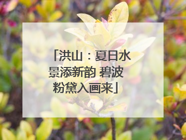 洪山：夏日水景添新韵 碧波粉黛入画来