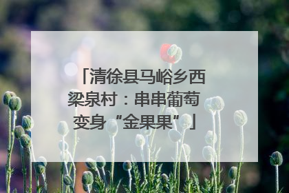 清徐县马峪乡西梁泉村：串串葡萄变身“金果果”