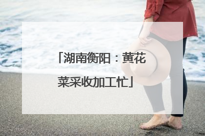 湖南衡阳：黄花菜采收加工忙