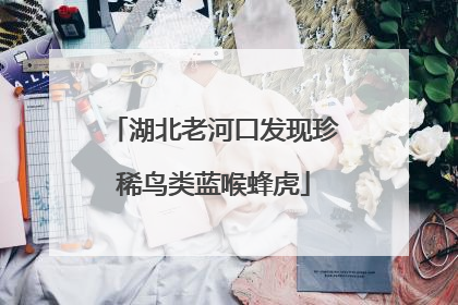 湖北老河口发现珍稀鸟类蓝喉蜂虎