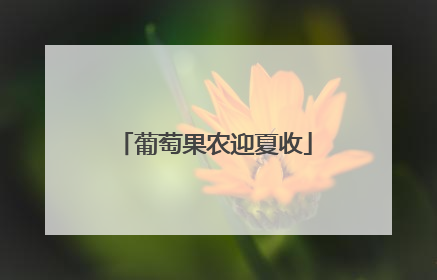 葡萄果农迎夏收