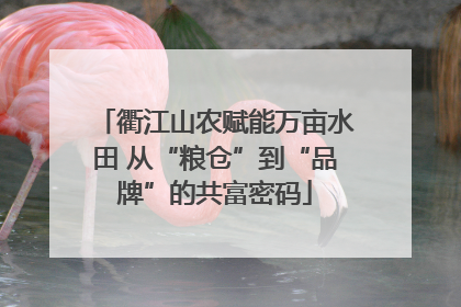 衢江山农赋能万亩水田 从“粮仓”到“品牌”的共富密码