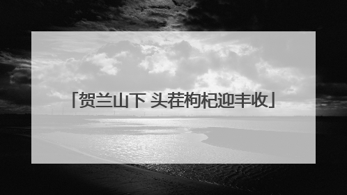 贺兰山下 头茬枸杞迎丰收