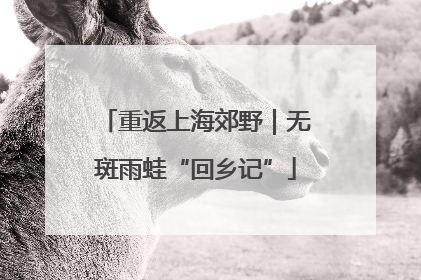 重返上海郊野｜无斑雨蛙“回乡记”
