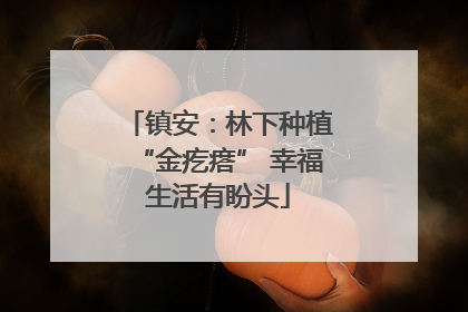 镇安：林下种植“金疙瘩” 幸福生活有盼头