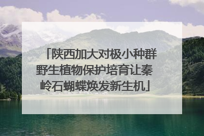 陕西加大对极小种群野生植物保护培育让秦岭石蝴蝶焕发新生机
